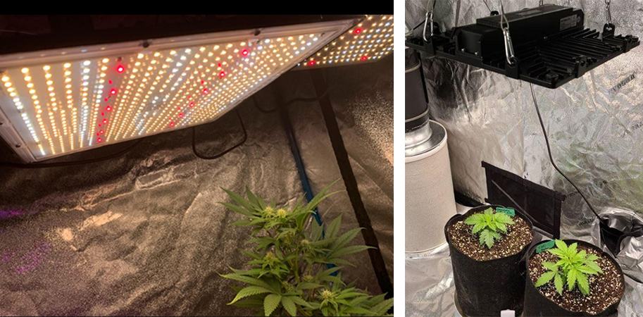 8 Mistakes to Avoid When Using LED Grow Lights