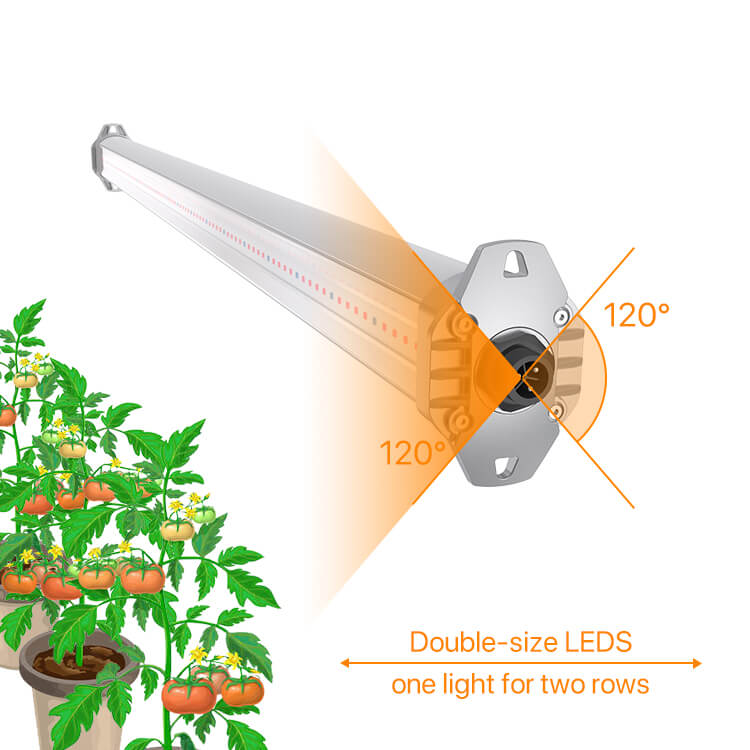 Effects of LED Inter Light On Tomato Growth And Fruit Quality