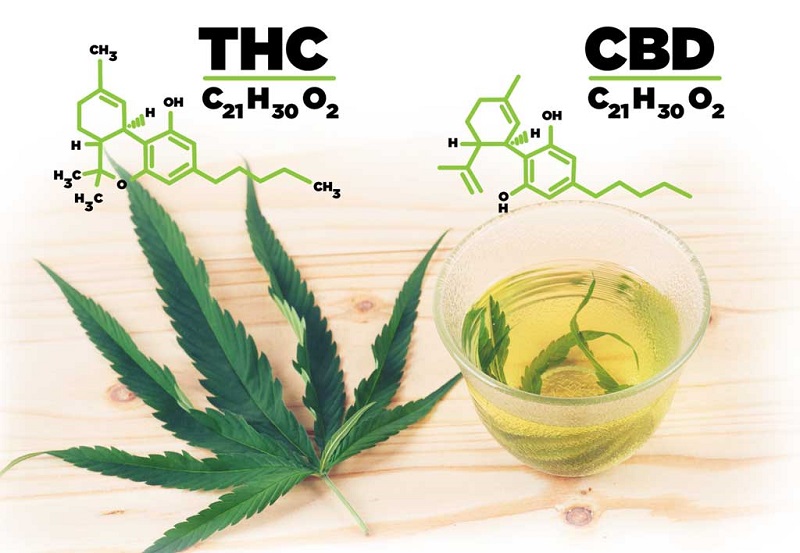 CBD VS THC of Canabis