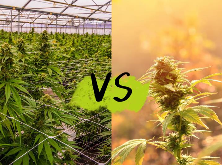 Cannabis: Indoor Growing or Outdoor growing?